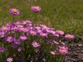 Aster alpinus Happy End Aster alpejski